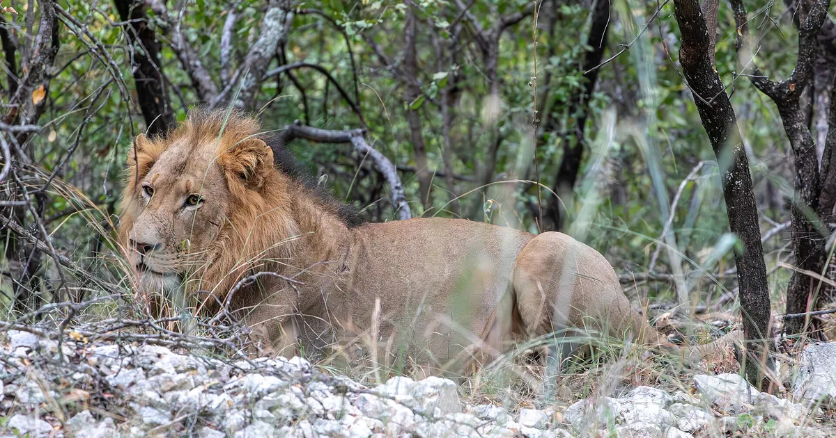 Løve som ligger i skyggen mellom busker i en safaripark